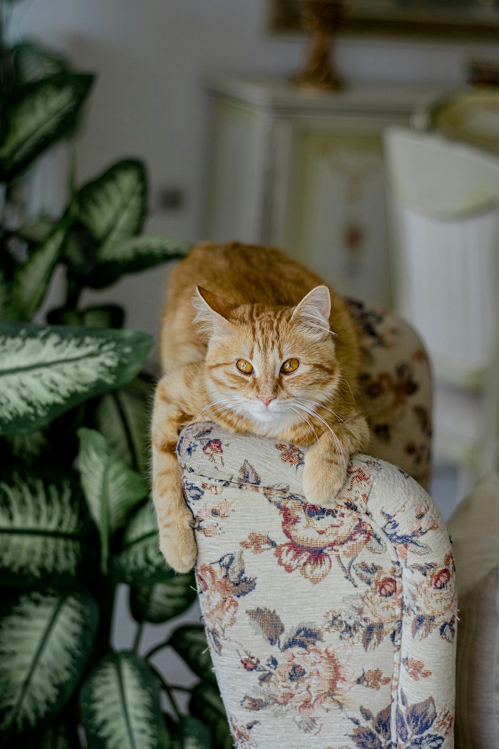 كيف أنظف منزلي مع وجود قطة؟ نصائح مجربة للاتباع