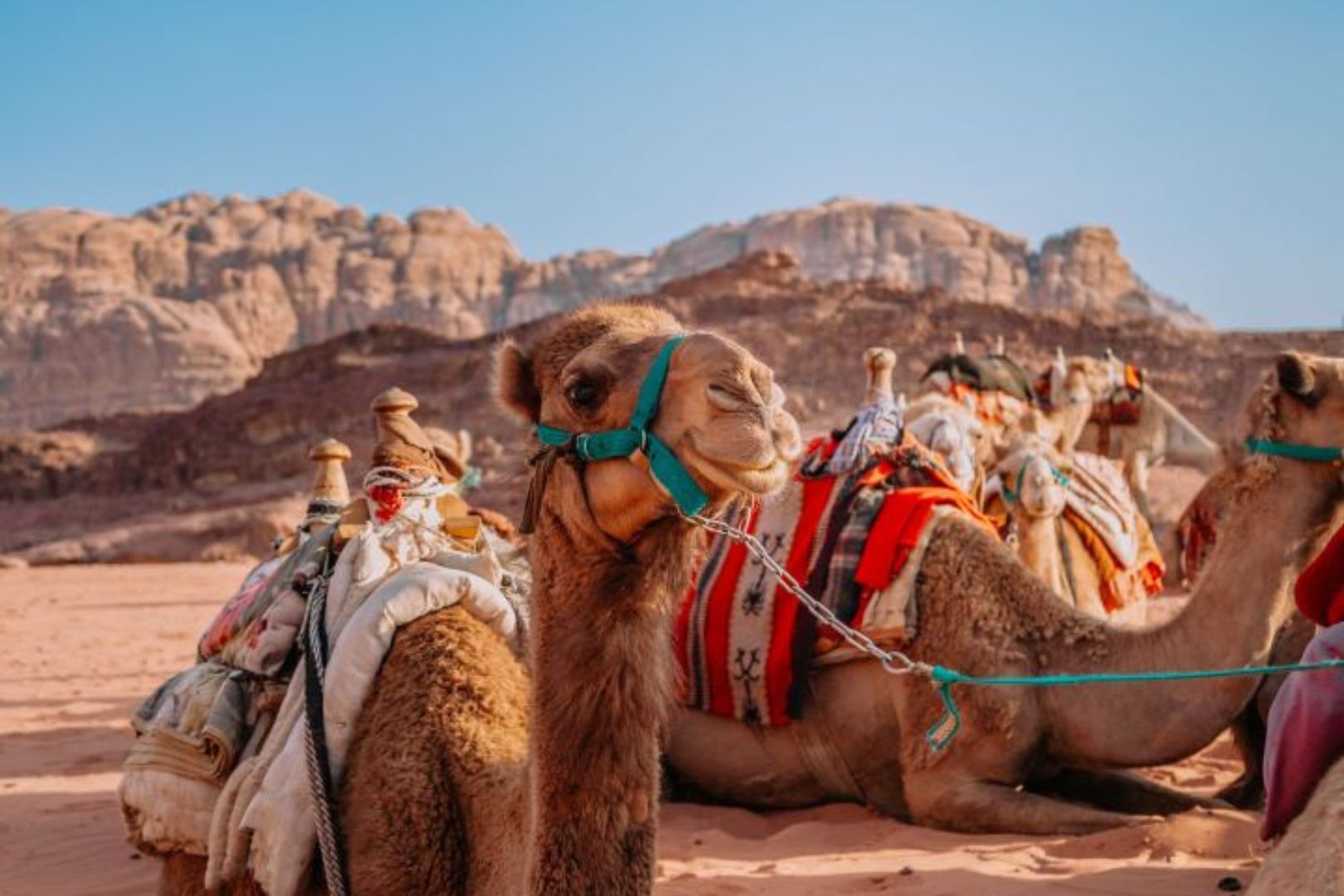 مجموعة من الإبل تجلس في ضوء الشمس 