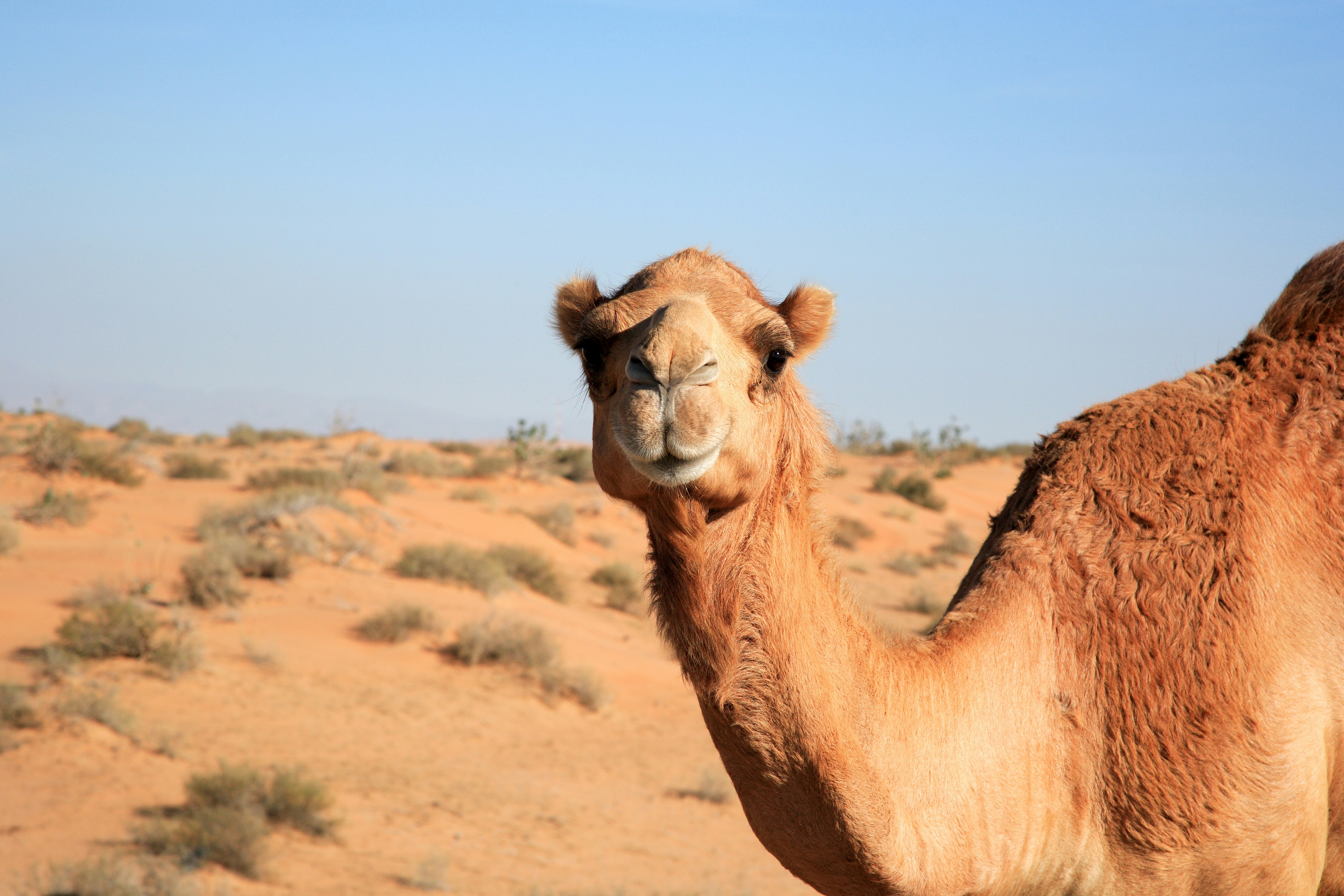 الإبل هو رمز الصحراء