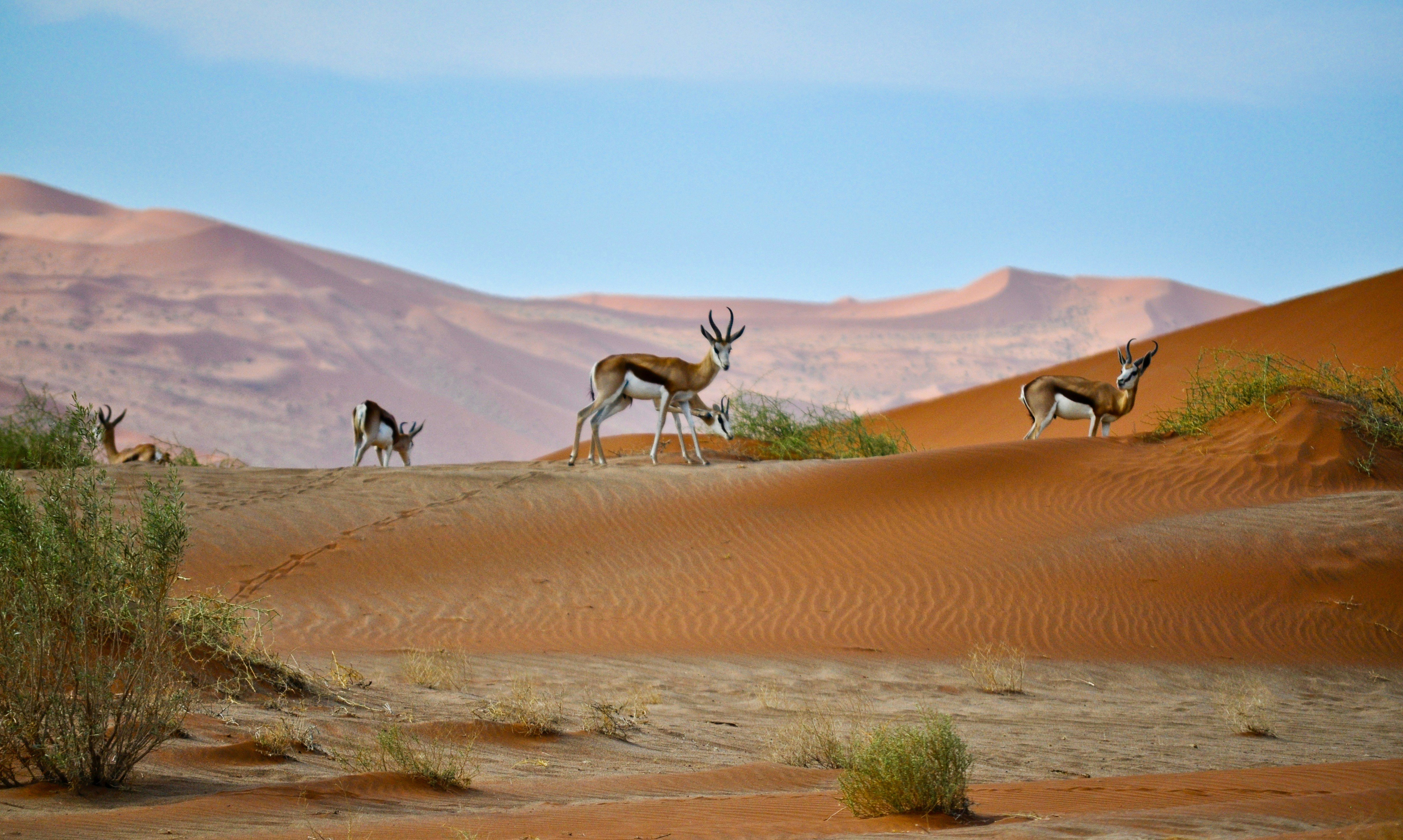 ناميبيا تشتهر بحياتها البرية الفريدة