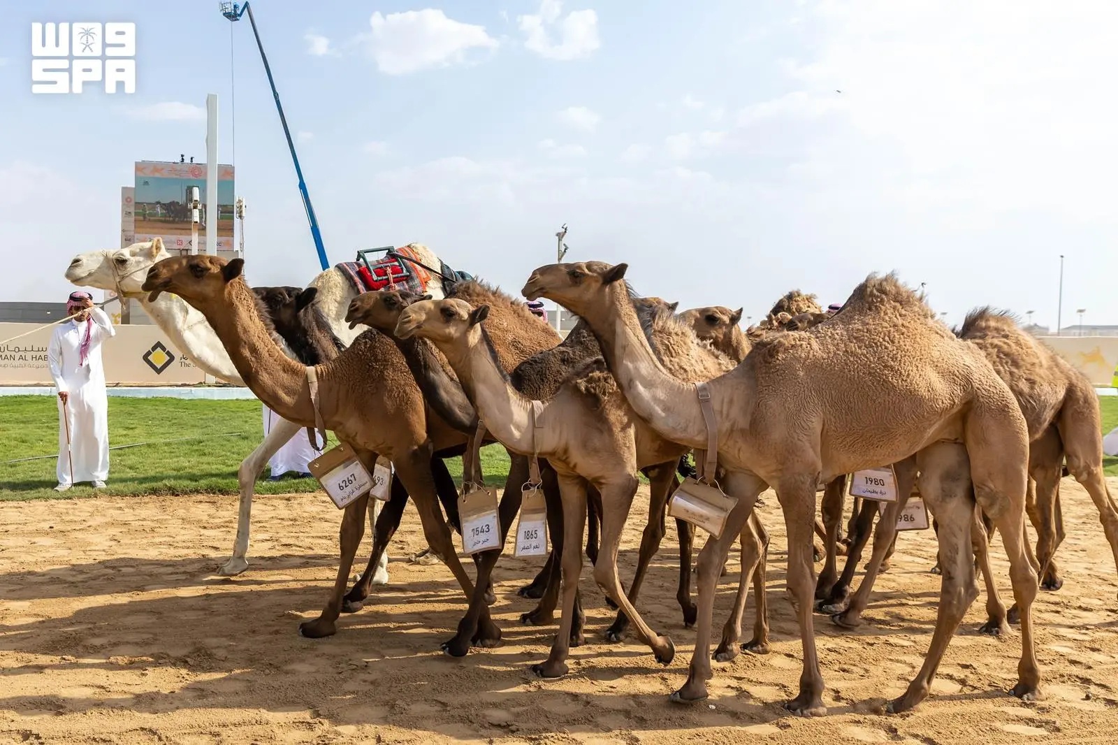 الهجن السعودية