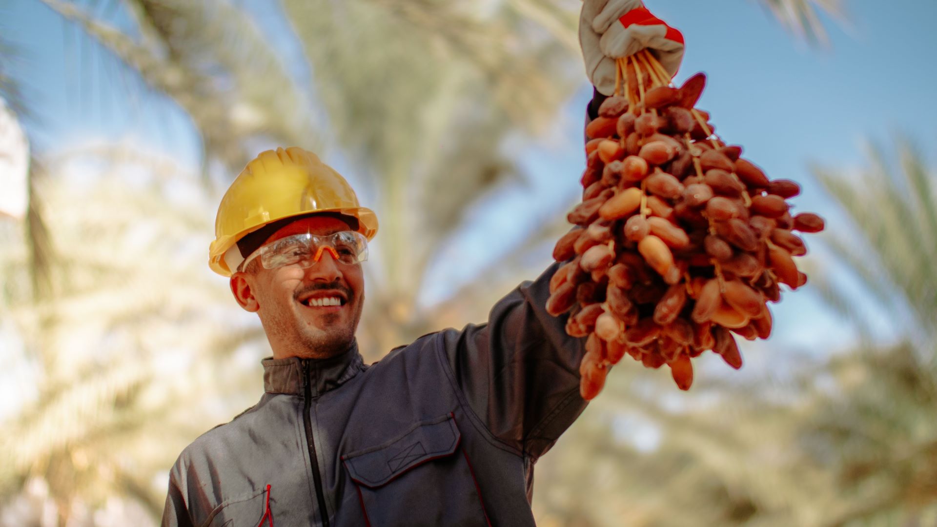أحد العاملين يمسك بيده سباطة تمر 