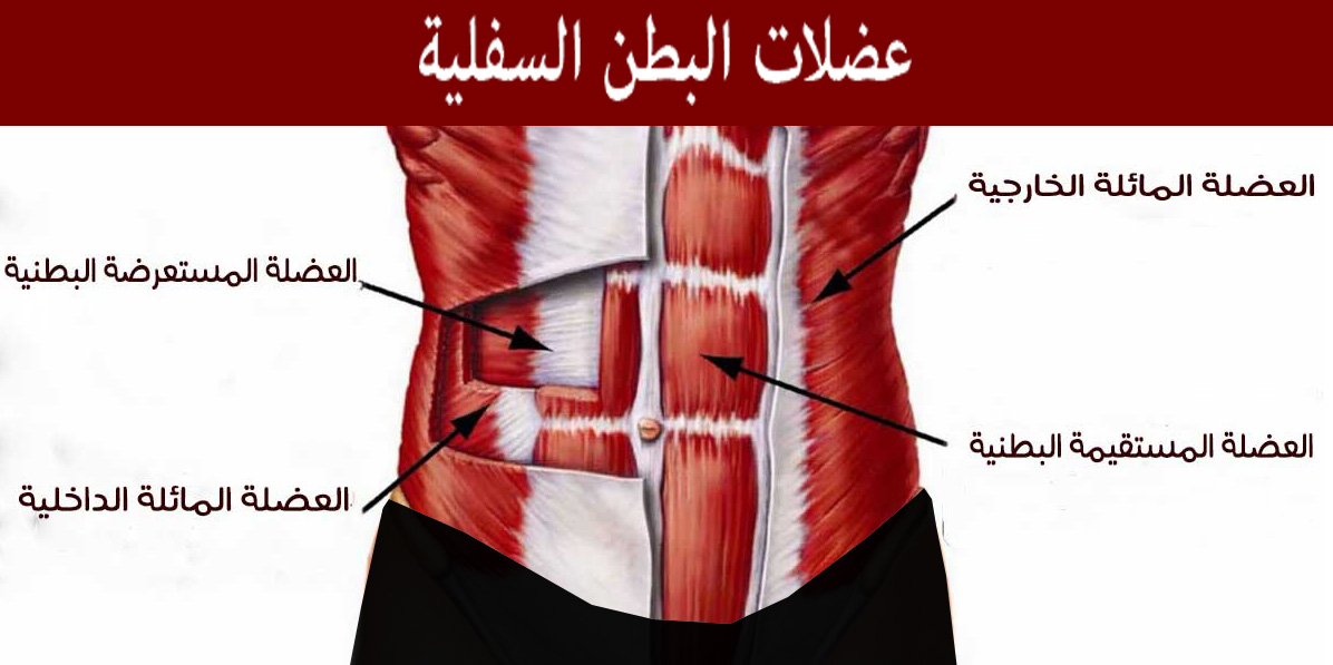 شد عضلات البطن السفلية