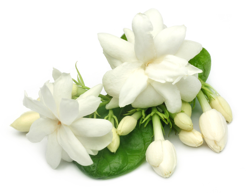 عطر الياسمين