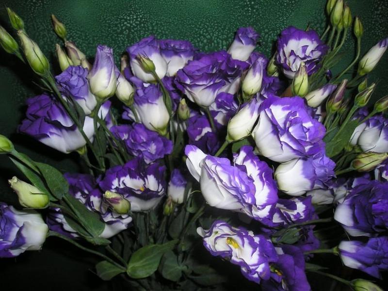 5294606-947177129.jpg