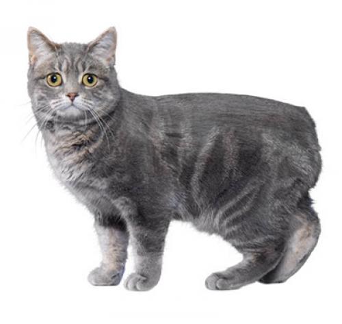 cat_manx.jpg