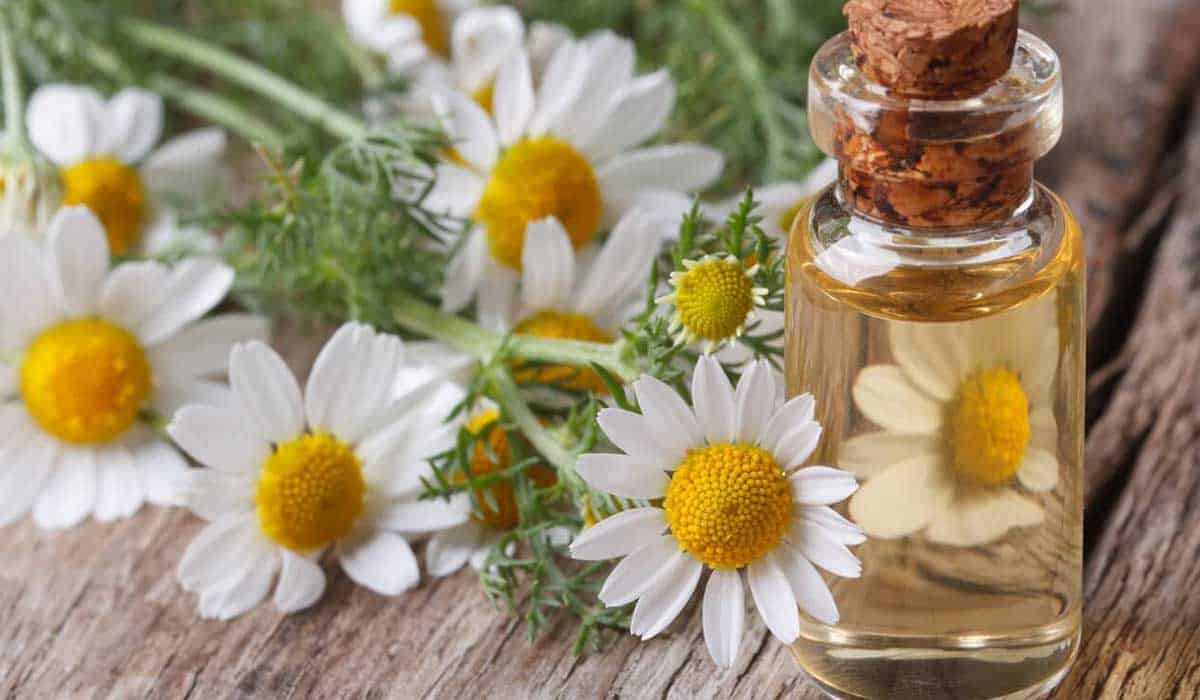 زبدة الشيا والبابونج
