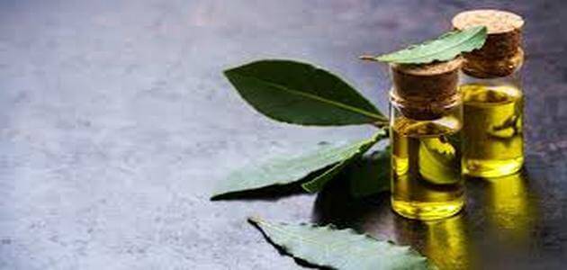 جرّبي زيت الغار لعلاج اللثة
