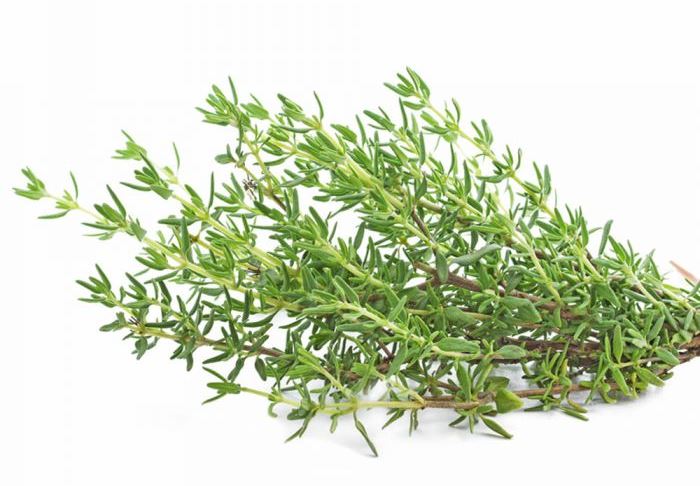 فكري  باستعمال الزعتر لتهدئة السعال