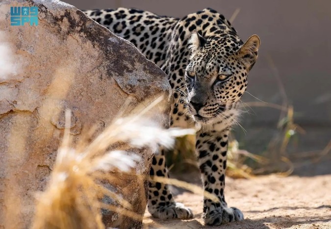 النمر العربي