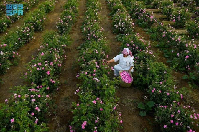 مزارع الورد الطائفي (الصورة من واس)