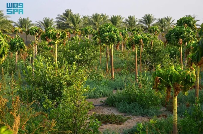  مزرعة بالسعودية- الصورة من واس 