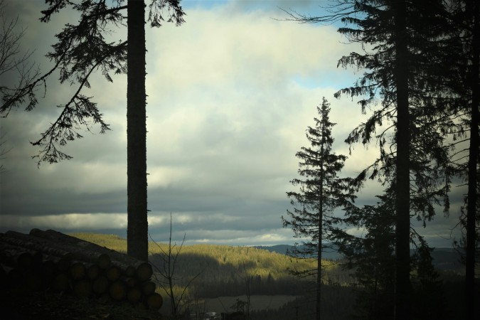 الغابة السوداء