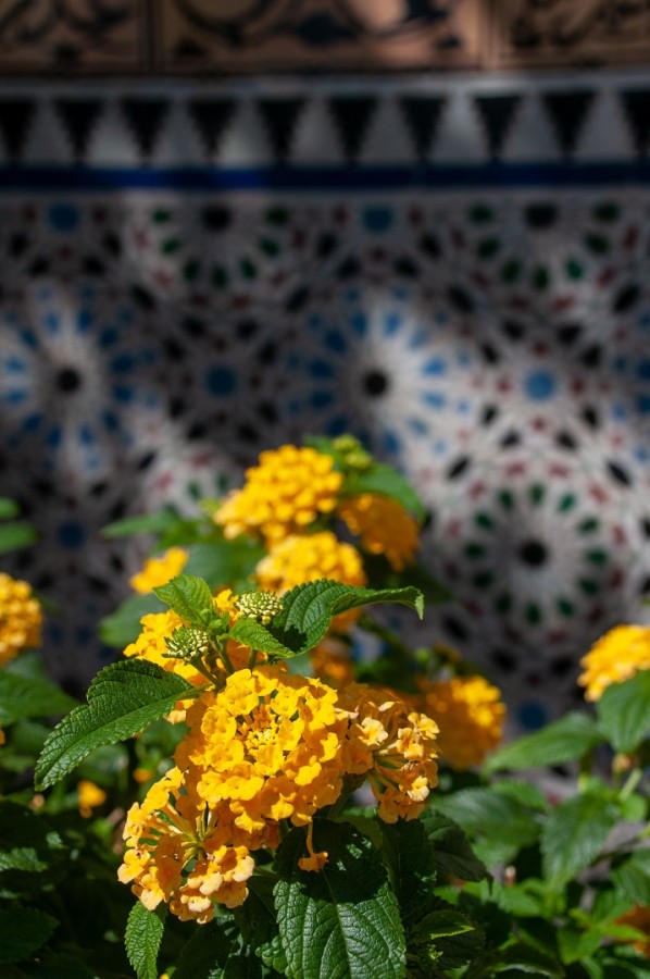نبات اللانتانا يتميز بأزهاره الجميلة