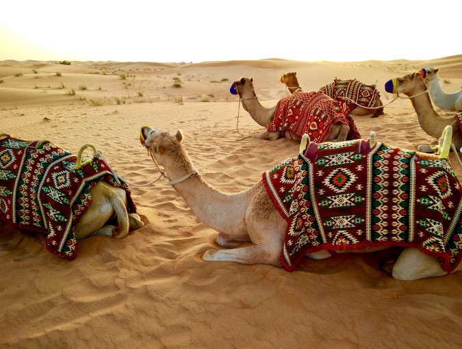 ركوب الجمال هي أفضل طريقة لاستكشاف الصحراء في دبي