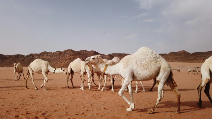 تعتبر حائل موطن الجمال