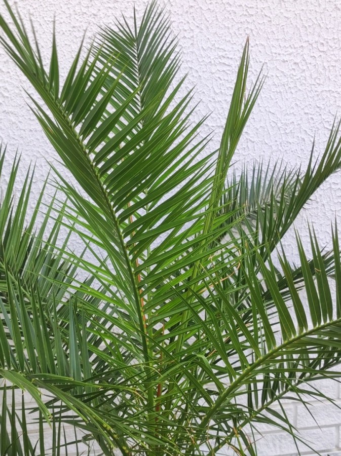 نخيل ماجستي