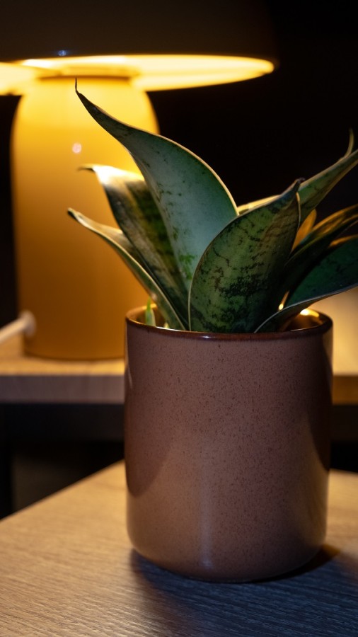 ديكور المنزل