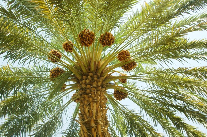 النخيل العربي 