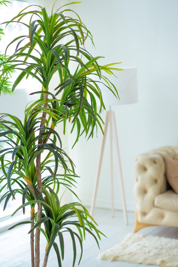 نخيل اليوكا يزين الصالة المنزلية