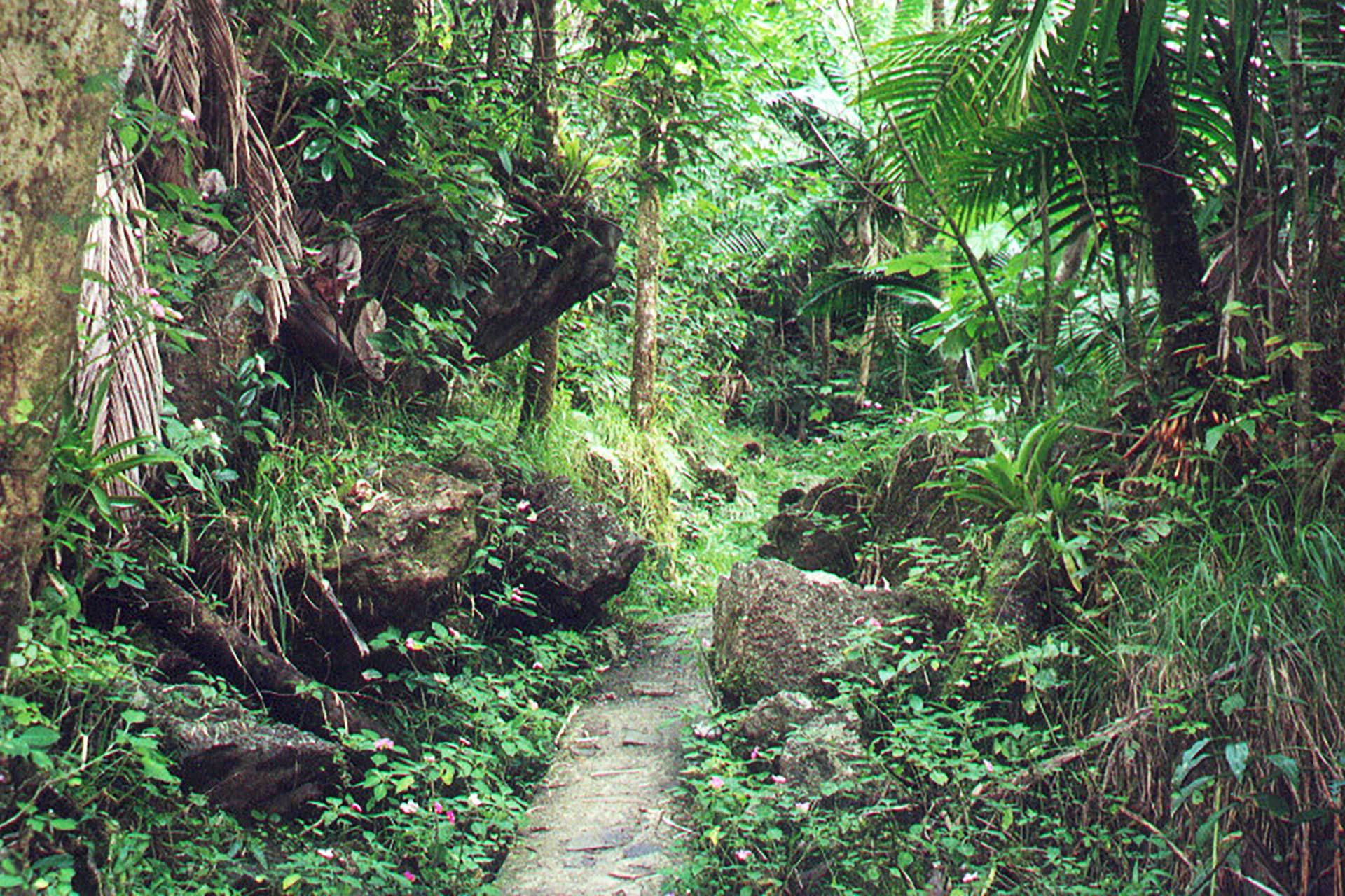استكشاف جزيرة Yunque