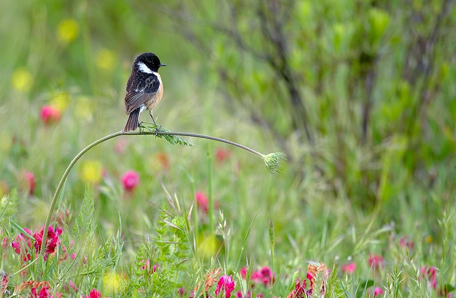nature_9.jpg