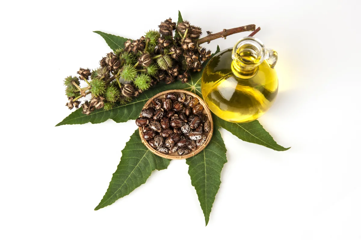 خلطة عصير البصل وزيت الخروع