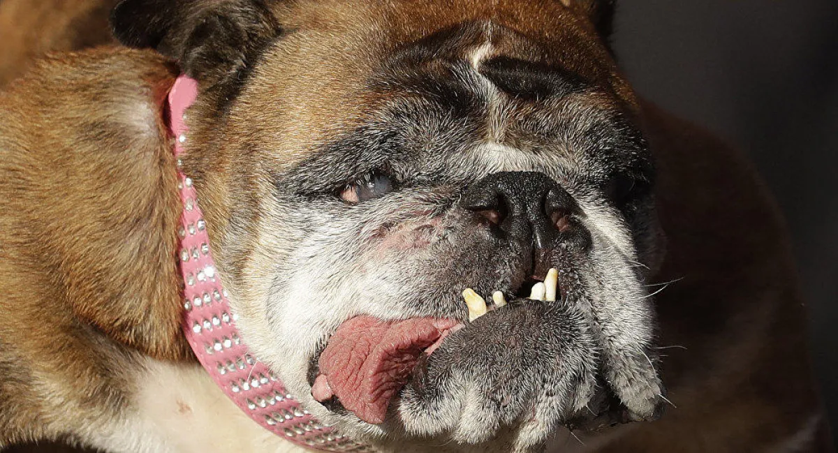 حزنت مالكتها ووالدها الذي تعيش معه على رحيلها كثيراً.jpg