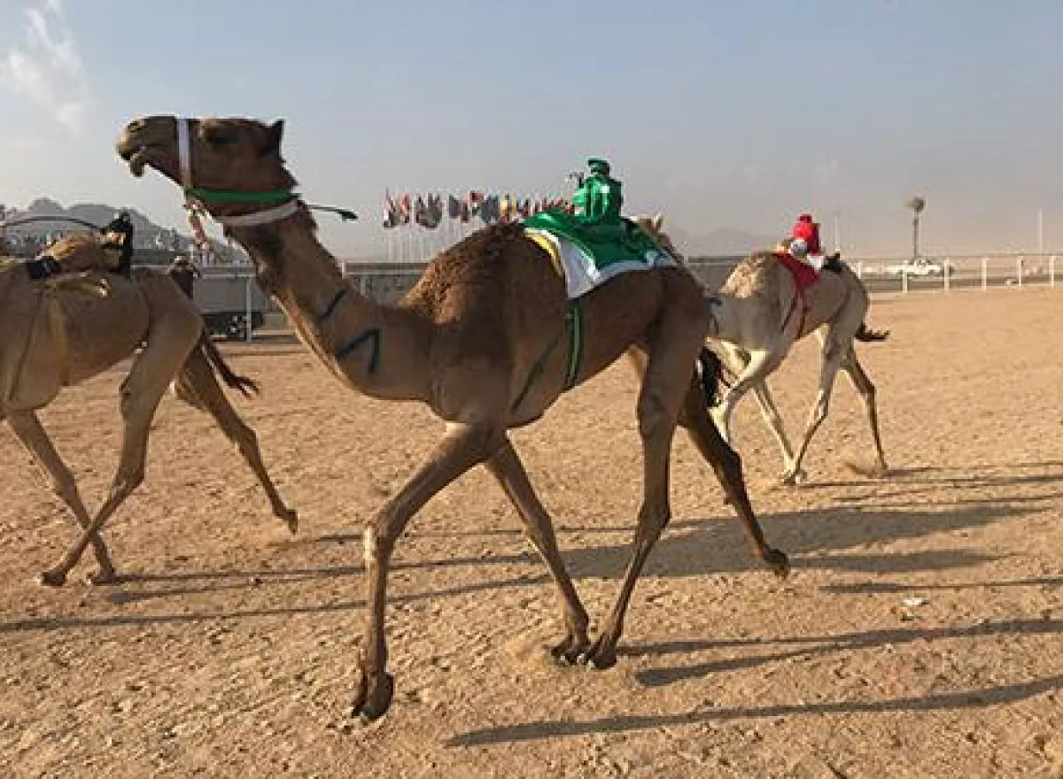 3.png الهجن أثناء السباق