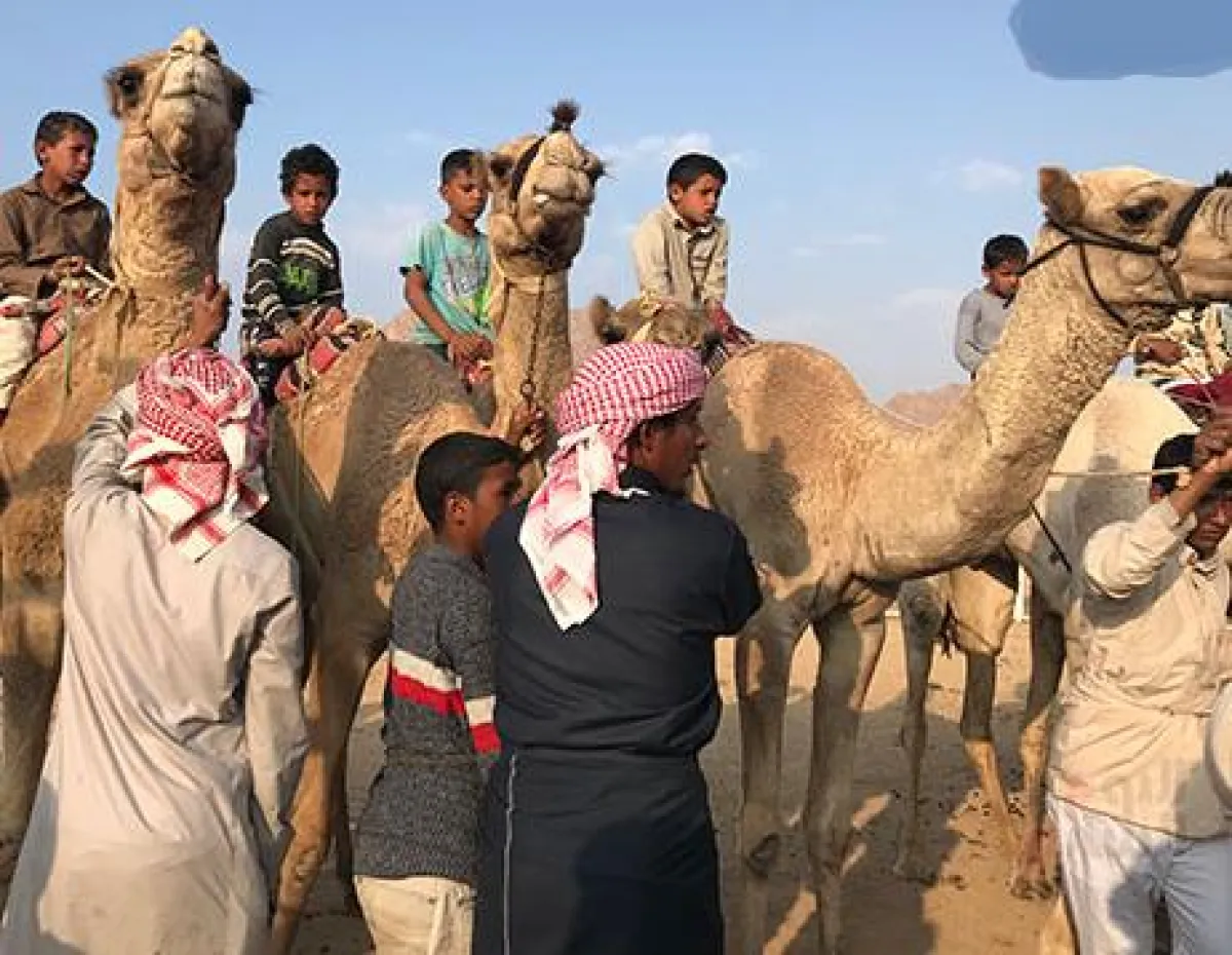 4.png أصحاب النوق خلال استعدادهم