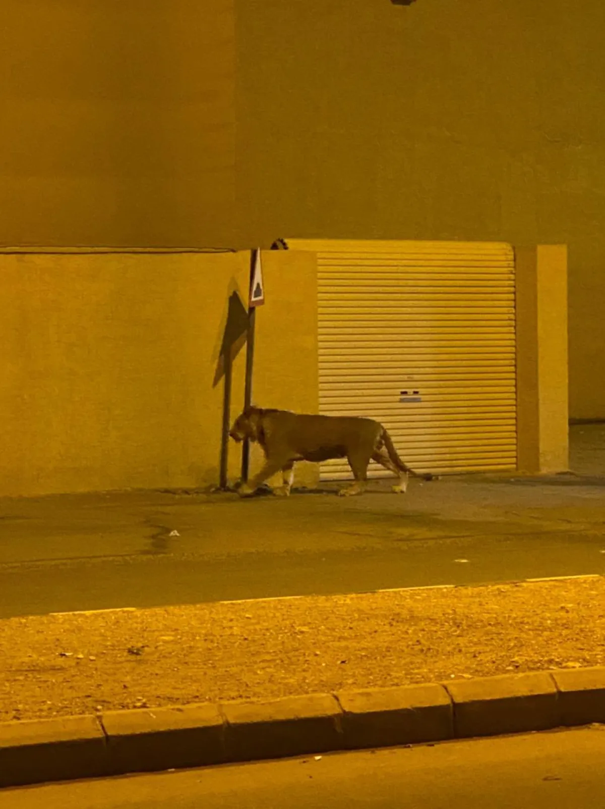 أسد مقيد في عامود إشارة