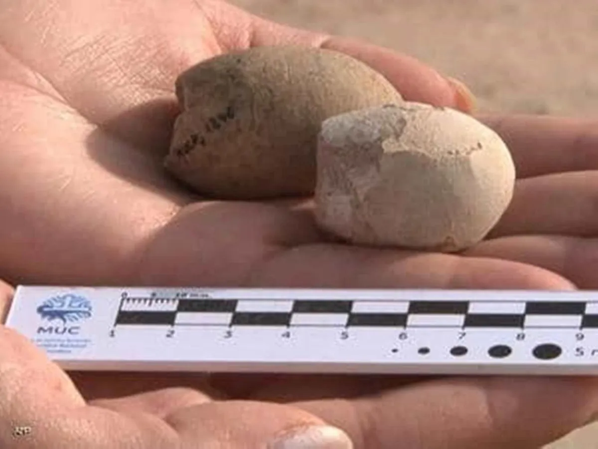 جنين سلحفاة متحجر