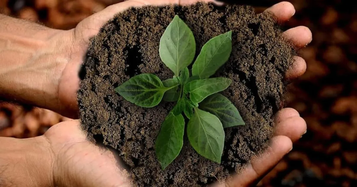 برنامج ريف يعلن تقديم الدعم لـ 5 أنواع من المحاصيل