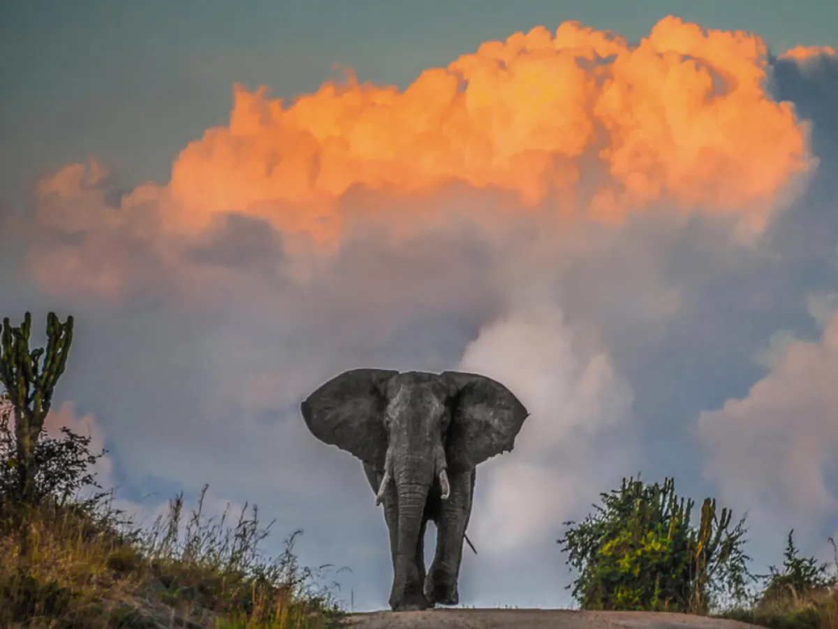 سفاري في "متنزّه الملكة إليزابيث الوطني"