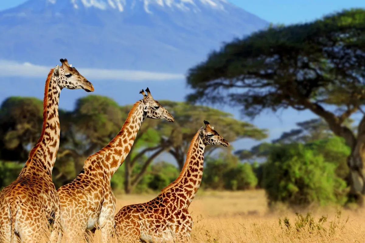 السياحة في تنزانيا