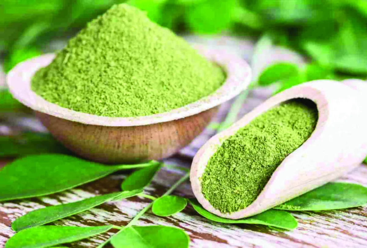 اضرار المورينجا وفوائدها الصحية