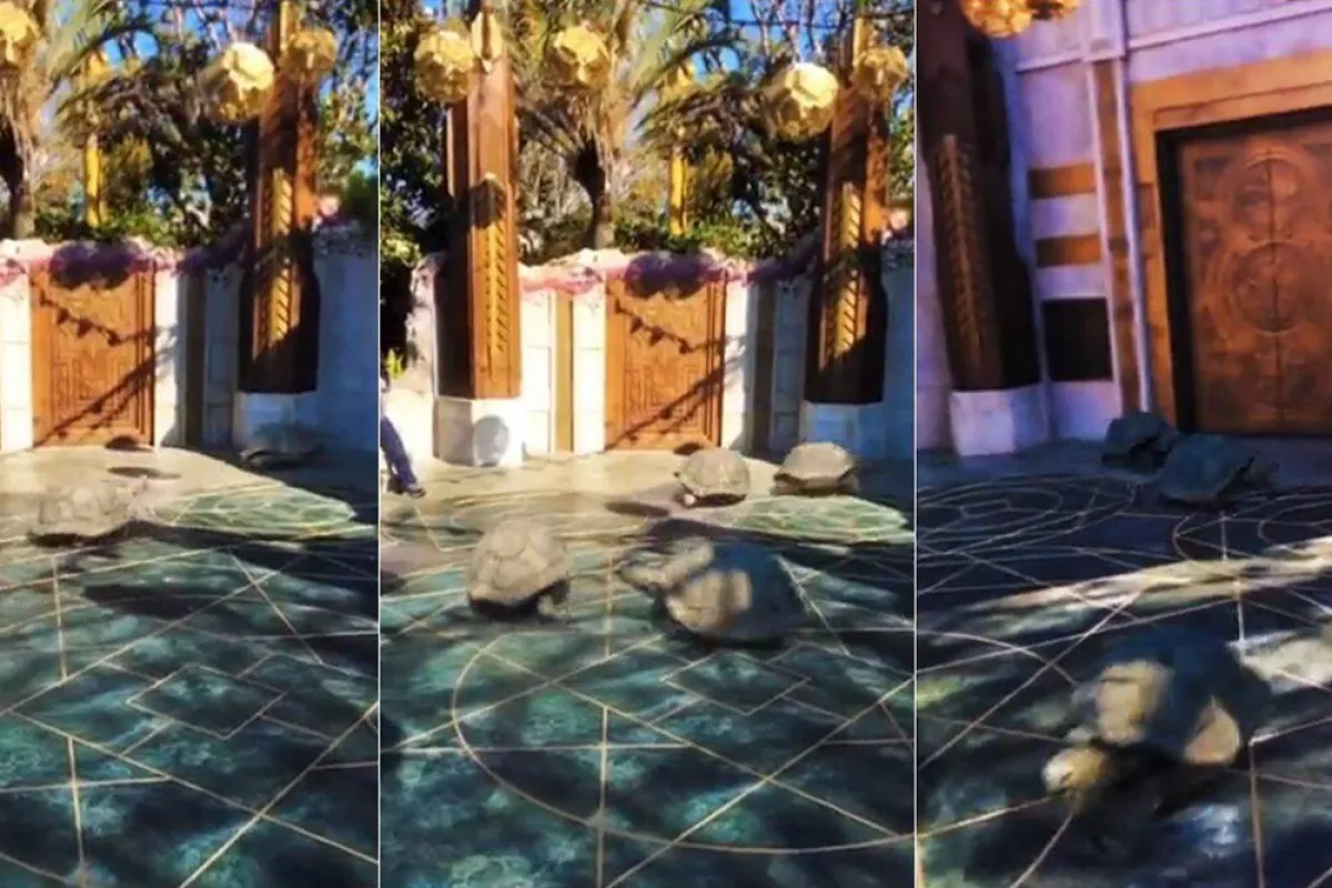 سر فيديو السلاحف الراكضة السريعة