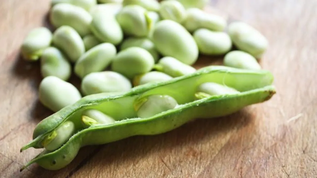 فوائد الفول الأخضر للحامل