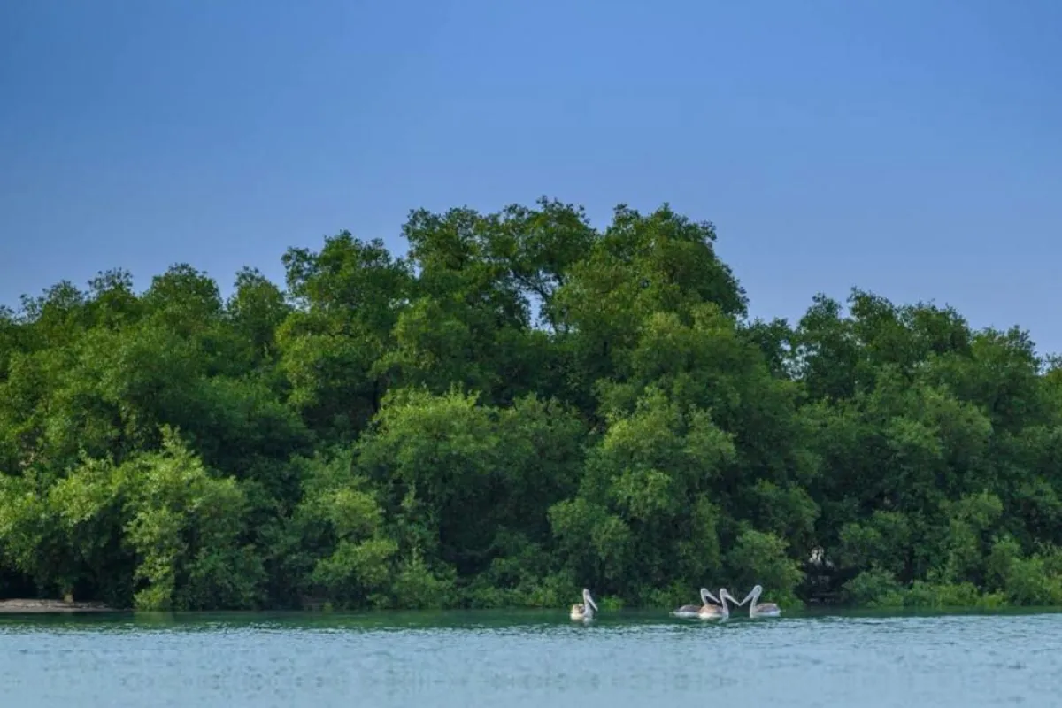 جزر فرسان (الصورة من وزارة الثقافة)