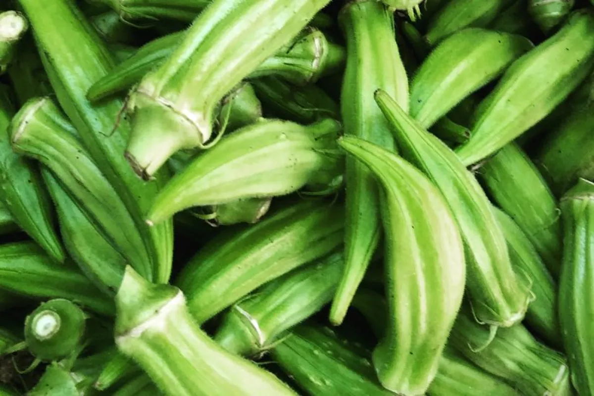 فوائد البامية للنساء ربما لم تفكري بأهميتها الصحية