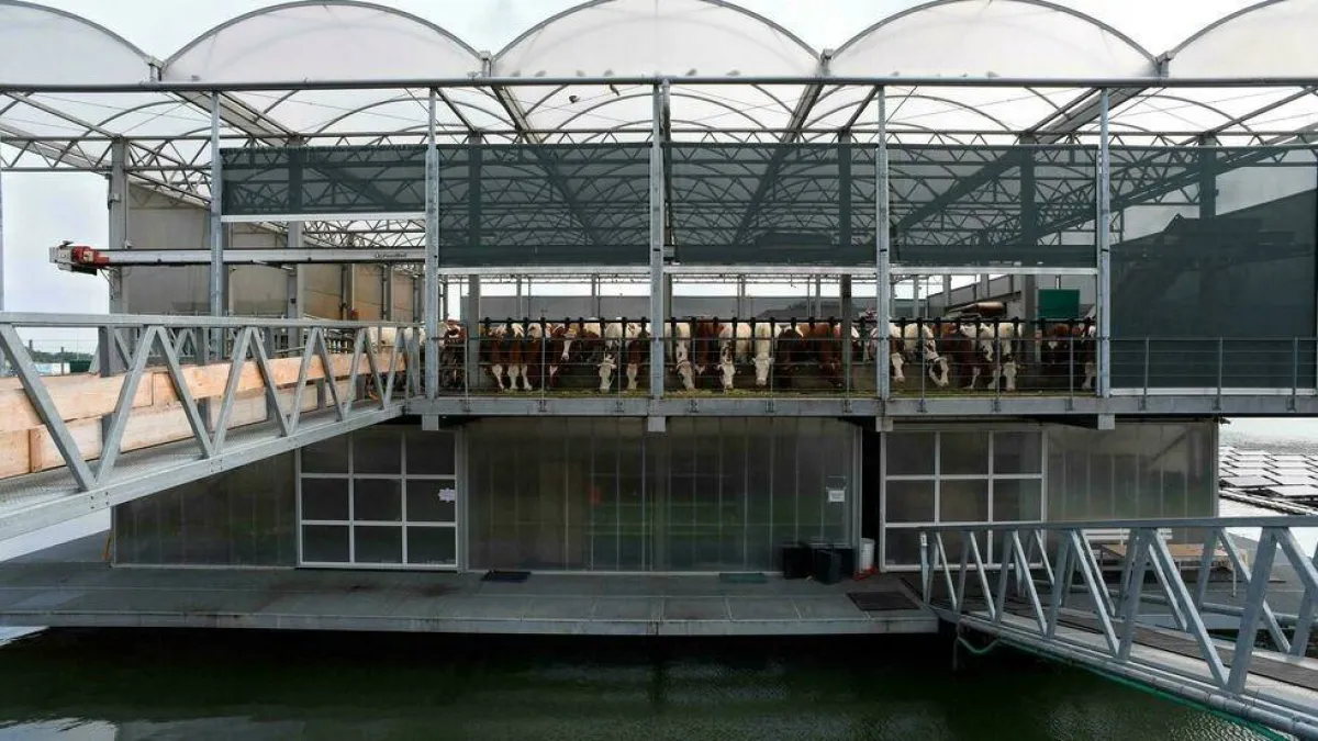 مزرعة الأبقار