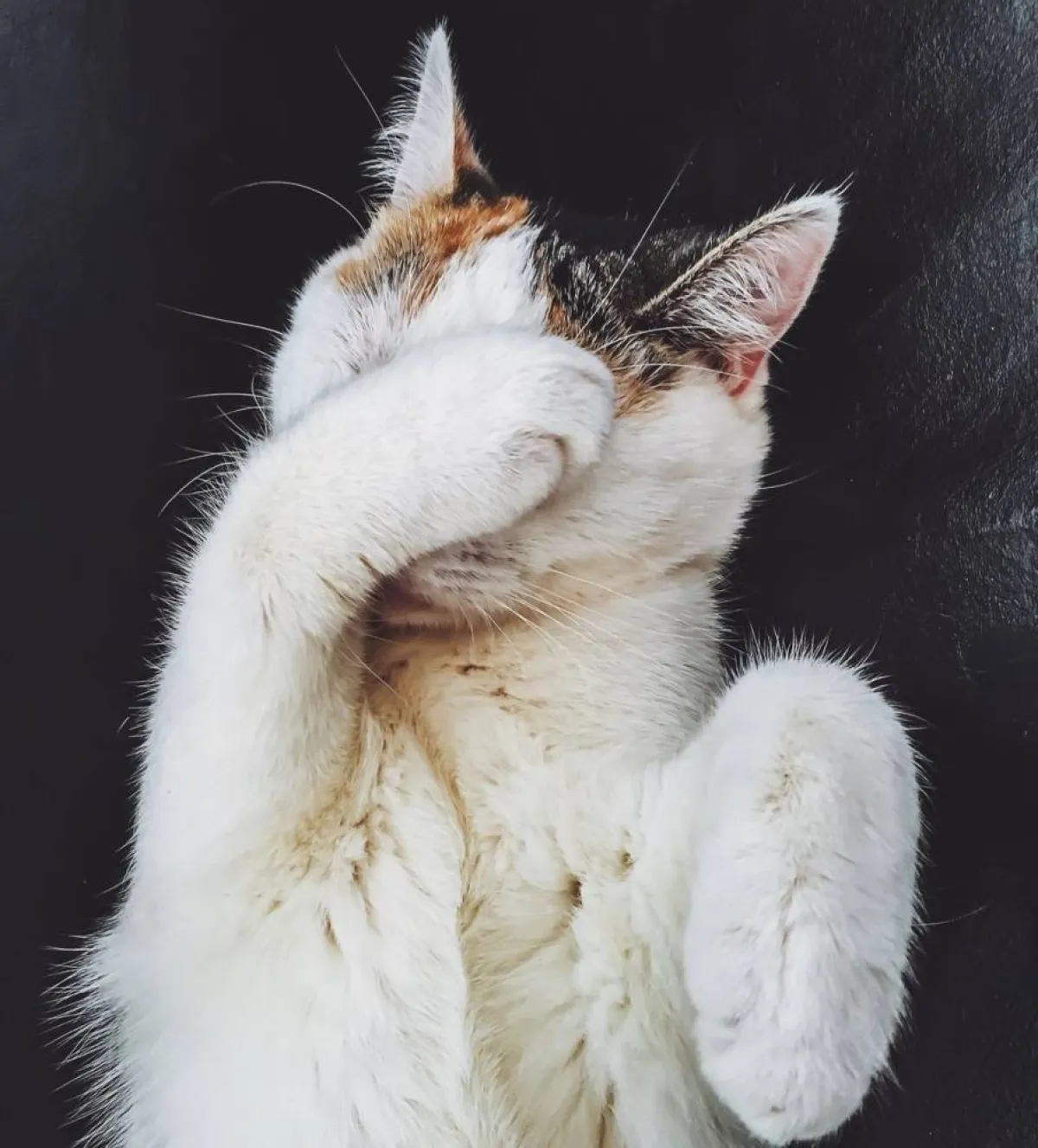 صورة لقطة خجولة