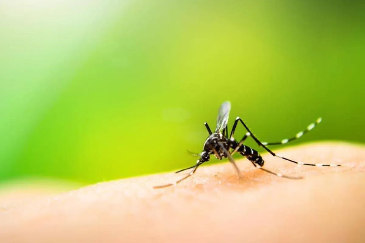 صورة الملاريا وعلاجها 