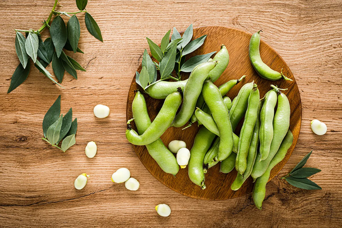 فوائد الفول الأخضر للحامل