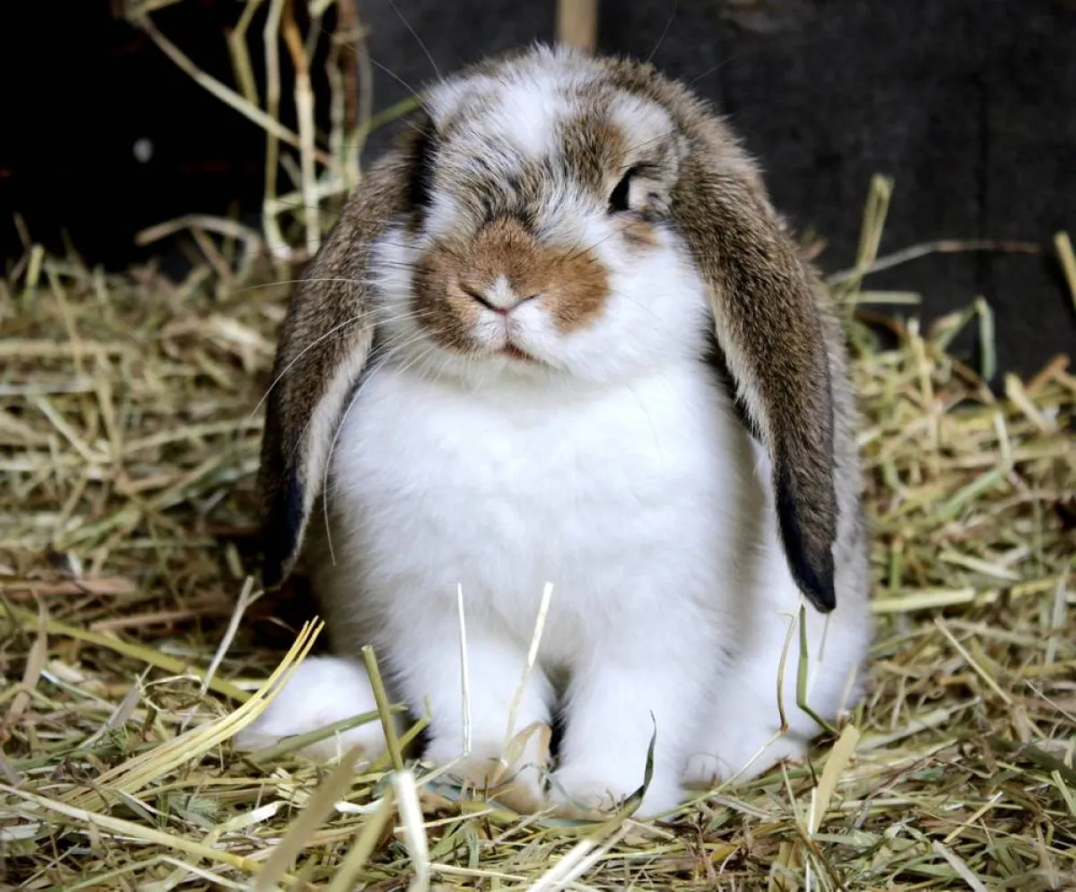 صورة للشفة الأرنبية