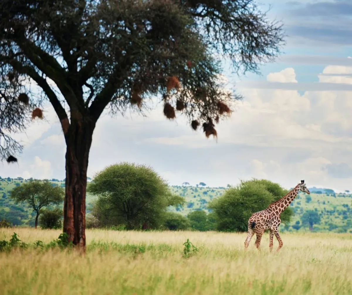 حديقة سيرينجيتي الوطنية