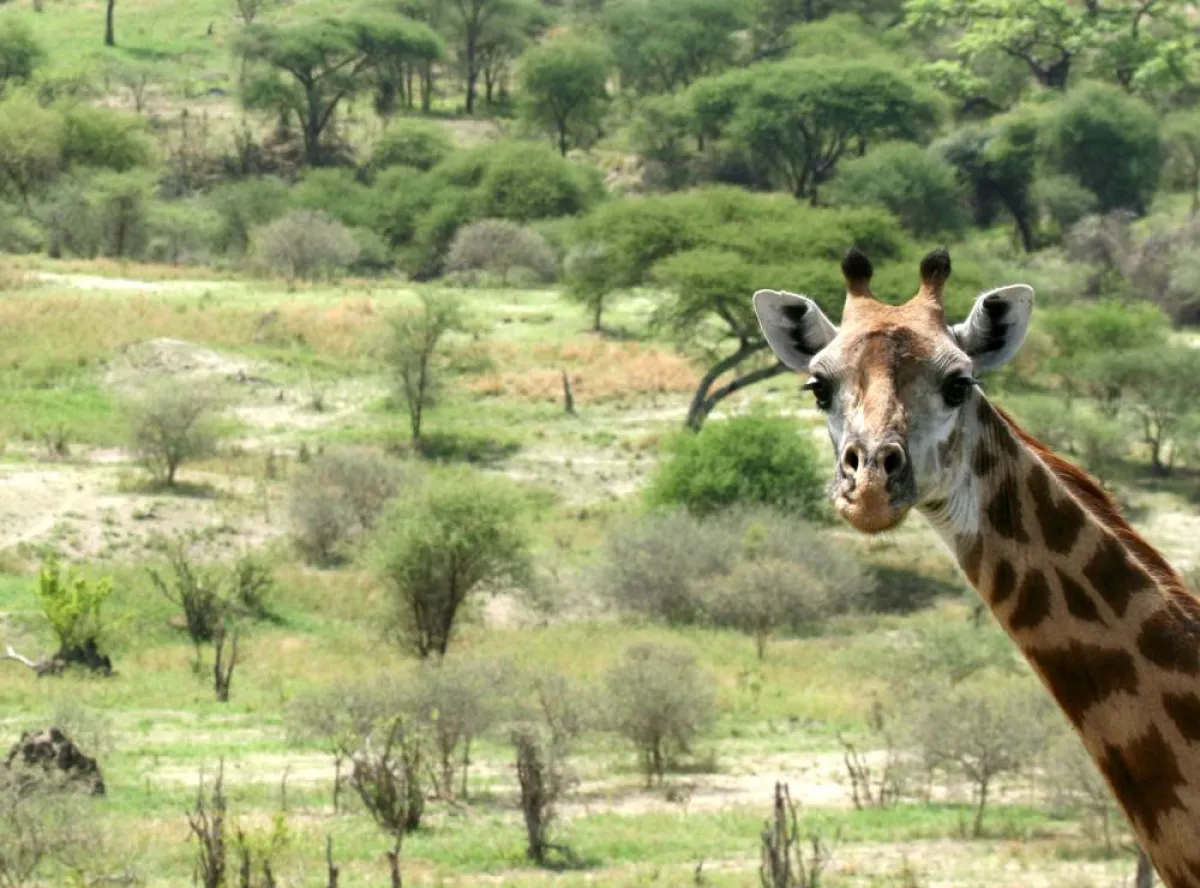 حديقة تارانجير الوطنية