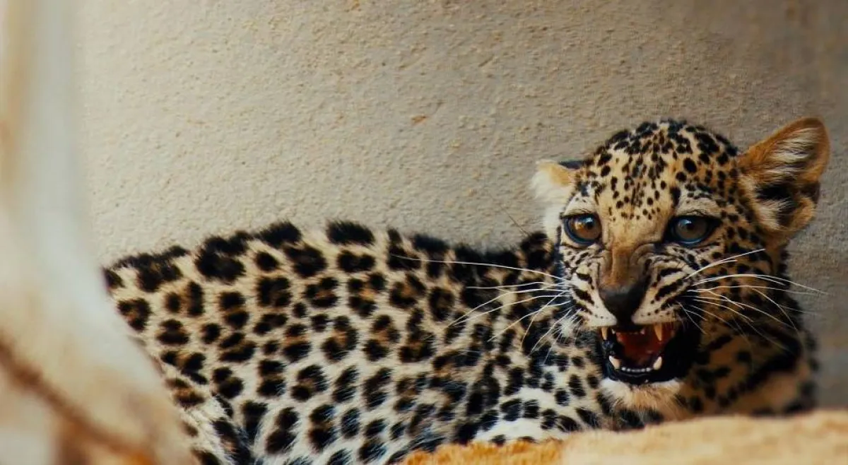 الهيئة الملكية لمحافظة العُلا تعلن ولادة أنثى جديدة من النمر العربي. المصدر (واس)