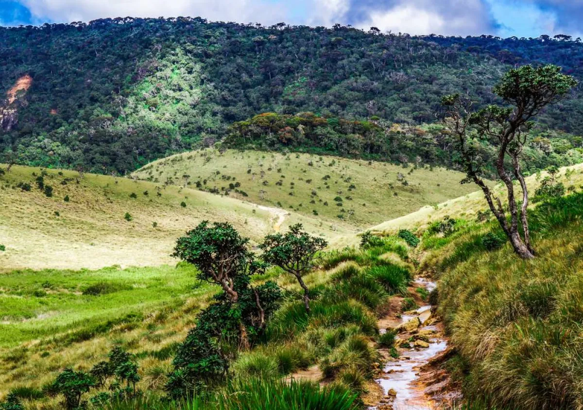 حديقة هورتون بلينز الوطنية