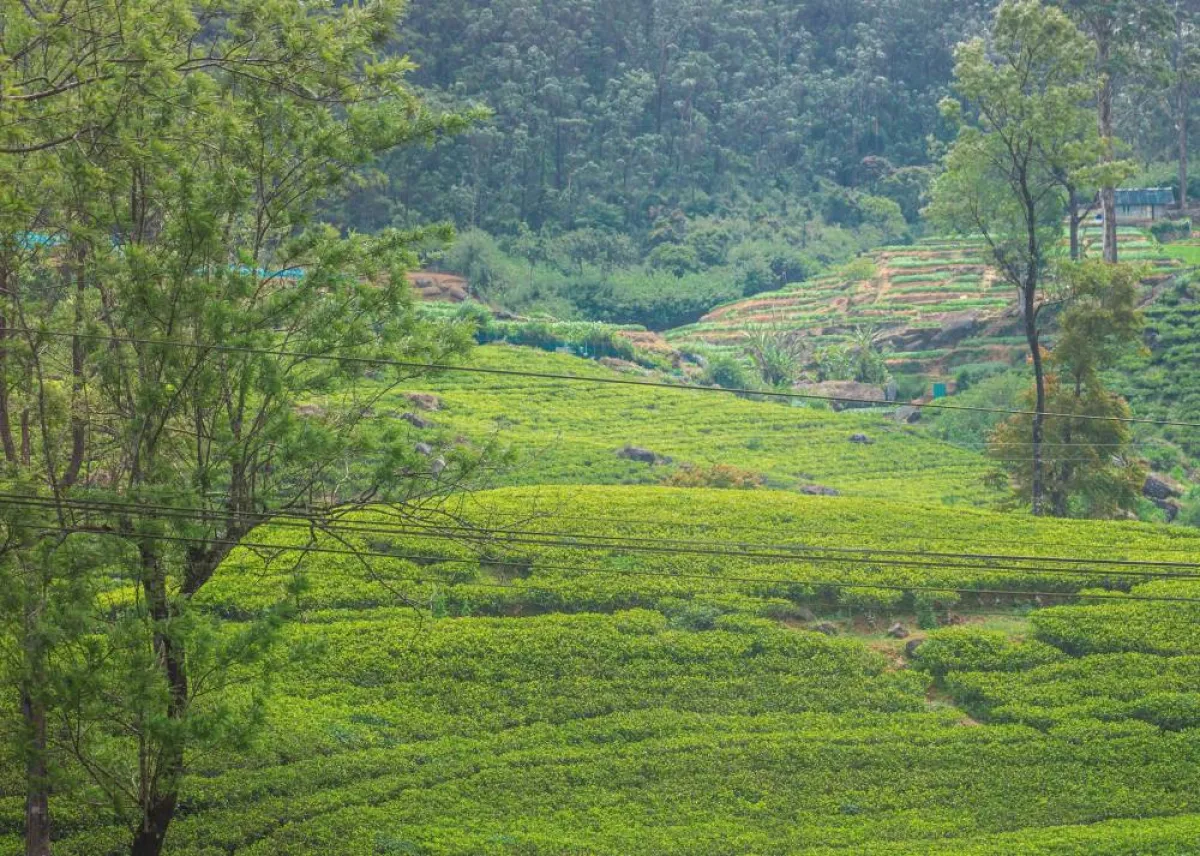 مزارع الشاي 
